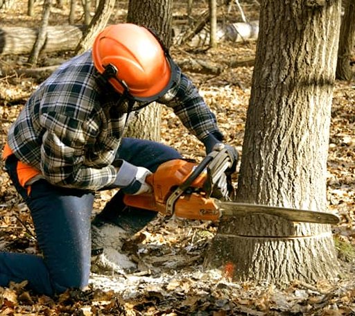 Tree Removal in Marion Heights, PA
